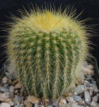 Load image into Gallery viewer, Parodia leninghausii