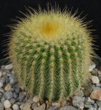 Load image into Gallery viewer, Parodia leninghausii