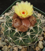 Load image into Gallery viewer, Parodia leprosorium (Wigginsia)