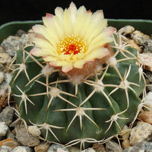 Load image into Gallery viewer, Parodia leprosorium (Wigginsia)