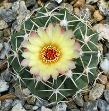 Load image into Gallery viewer, Parodia leprosorium (Wigginsia)