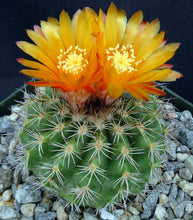 Load image into Gallery viewer, Parodia mairanana