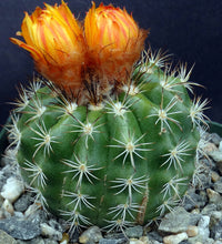 Load image into Gallery viewer, Parodia mairanana