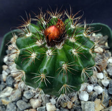 Load image into Gallery viewer, Parodia mairanana