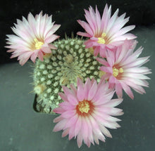 Load image into Gallery viewer, Parodia mueller-melchersii v. gutierrezii