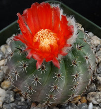 Load image into Gallery viewer, Parodia occulta