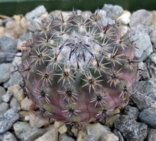 Load image into Gallery viewer, Parodia occulta