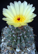 Load image into Gallery viewer, Parodia buiningii