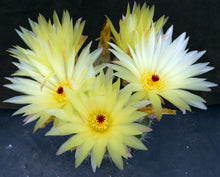 Load image into Gallery viewer, Parodia crassigibba *Glossy Bumps*