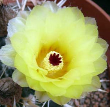 Load image into Gallery viewer, Parodia turecekiana