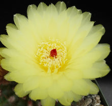 Load image into Gallery viewer, Parodia schlosseri