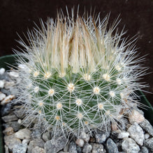 Load image into Gallery viewer, Parodia penicillata