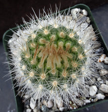 Load image into Gallery viewer, Parodia penicillata