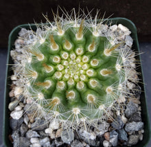Load image into Gallery viewer, Parodia penicillata