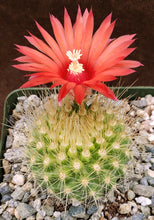 Load image into Gallery viewer, Parodia penicillata