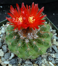 Load image into Gallery viewer, Parodia quecha