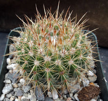 Load image into Gallery viewer, Parodia roseolutea