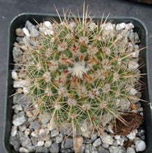 Load image into Gallery viewer, Parodia roseolutea