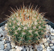 Load image into Gallery viewer, Parodia roseolutea