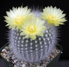 Load image into Gallery viewer, Parodia rudibuenekeri