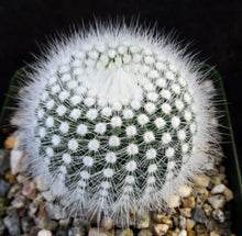 Load image into Gallery viewer, Parodia rudibuenekeri