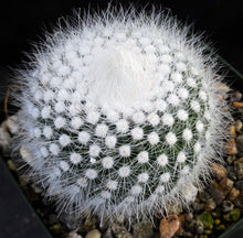 Load image into Gallery viewer, Parodia rudibuenekeri