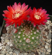Load image into Gallery viewer, Parodia sanguiniflora