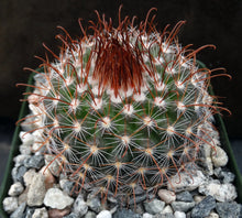 Load image into Gallery viewer, Parodia sanguiniflora