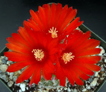 Load image into Gallery viewer, Parodia sanguiniflora