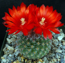 Load image into Gallery viewer, Parodia sanguiniflora