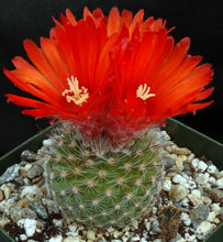 Load image into Gallery viewer, Parodia sanguiniflora
