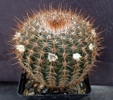 Load image into Gallery viewer, Parodia scopa v. murielii