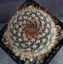 Load image into Gallery viewer, Parodia schlosseri
