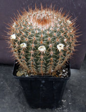 Load image into Gallery viewer, Parodia scopa v. murielii