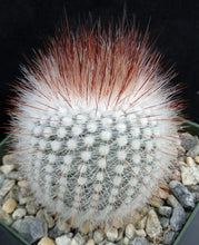 Load image into Gallery viewer, Parodia scopa v. rubra