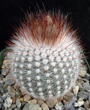 Load image into Gallery viewer, Parodia scopa v. rubra