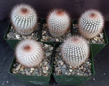 Load image into Gallery viewer, Parodia scopa v. rubra