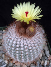 Load image into Gallery viewer, Parodia scopa v. rubra