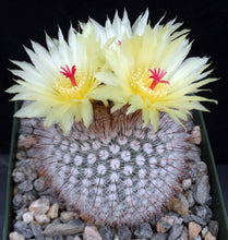 Load image into Gallery viewer, Parodia scopa v. rubra