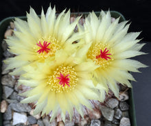 Load image into Gallery viewer, Parodia scopa v. rubra