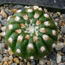 Load image into Gallery viewer, Parodia uebelmanniana var. flaviflora