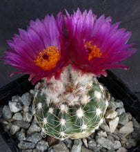 Load image into Gallery viewer, Parodia werneri