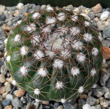 Load image into Gallery viewer, Parodia werneri