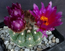 Load image into Gallery viewer, Parodia werneri