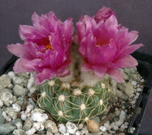 Load image into Gallery viewer, Parodia werneri