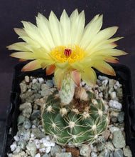 Load image into Gallery viewer, Parodia uebelmanniana var. flaviflora