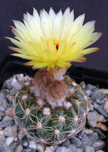 Load image into Gallery viewer, Parodia uebelmanniana var. flaviflora