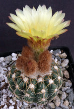 Load image into Gallery viewer, Parodia uebelmanniana var. flaviflora