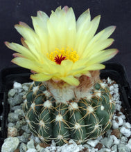 Load image into Gallery viewer, Parodia uebelmanniana var. flaviflora