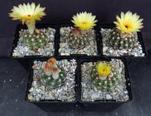Load image into Gallery viewer, Parodia uebelmanniana var. flaviflora